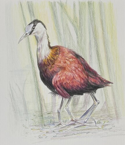 やさしい色鉛筆画